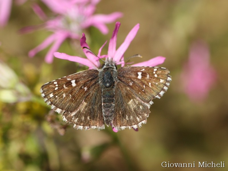 Tutti Pyrgus malvoides? No, anche P. armoricanus - Hesperiidae